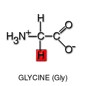 acide aminé