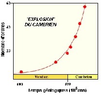 explosion du cambrien