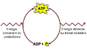 cycle ATP
