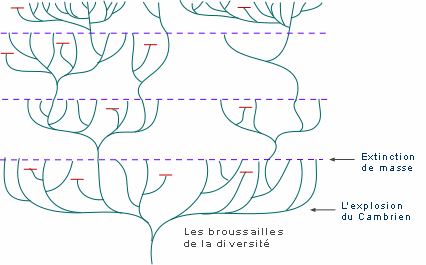 diversification extinctions