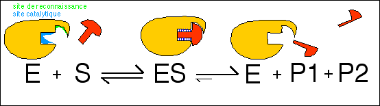 Catalyse enzyme