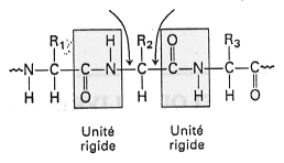 liaison petidique