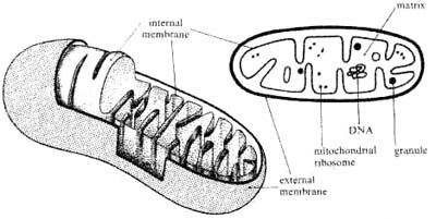 mitochondrie