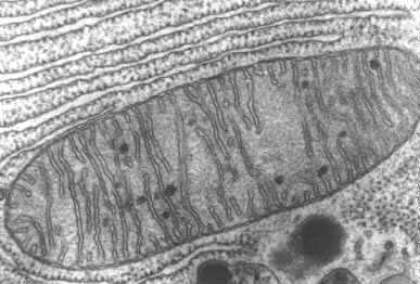Mitochondrie