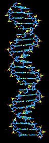 ADN