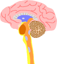Cerveau