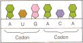 codon