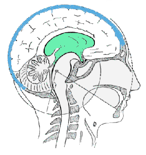 cognitif