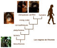 évolution