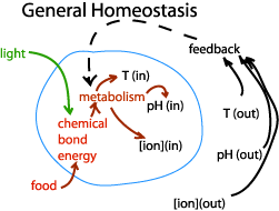 homeostasie