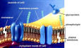 membrane