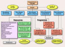 organigramme