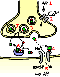 synapse