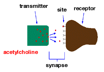 synapses