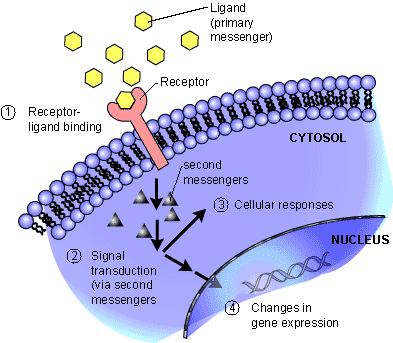 Transduction