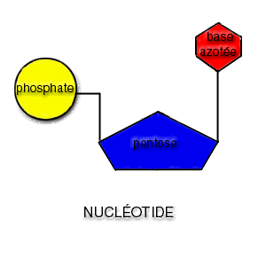 nucléotide
